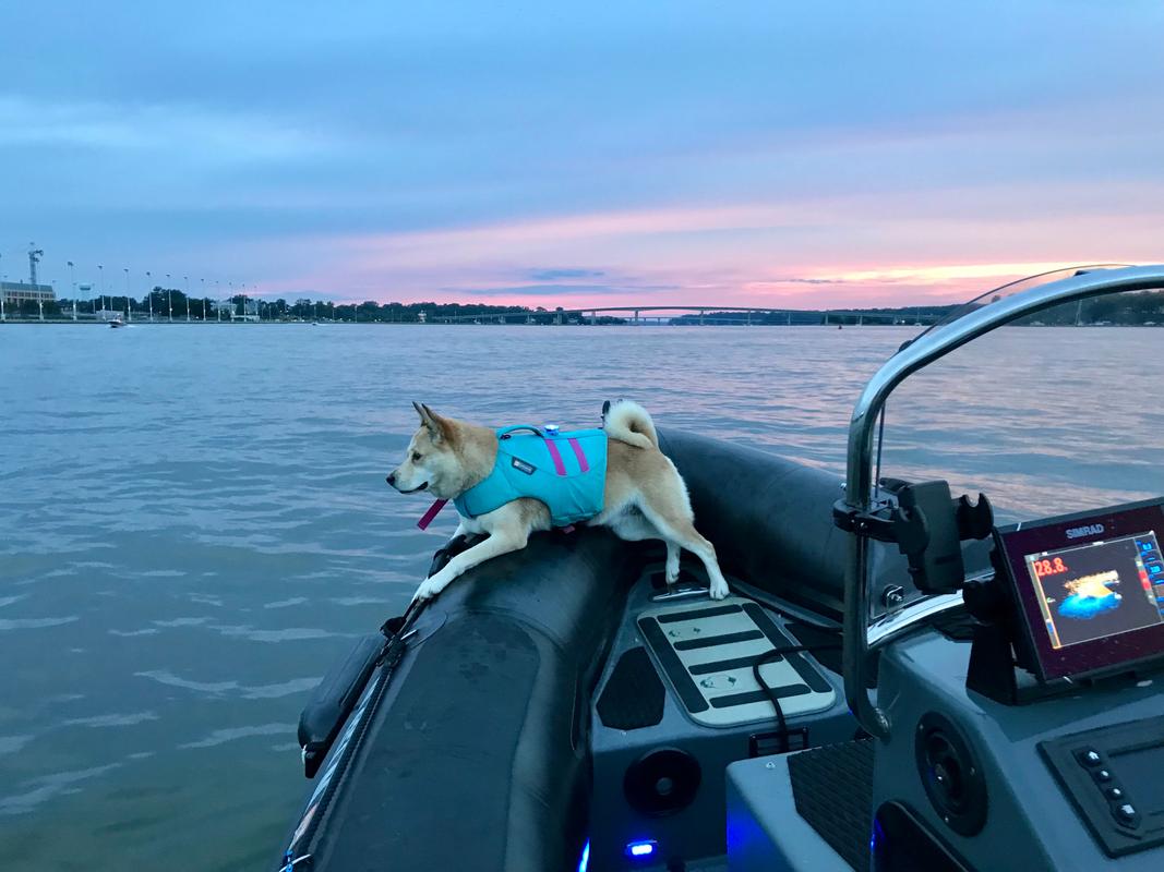ruffwear float coat sizing