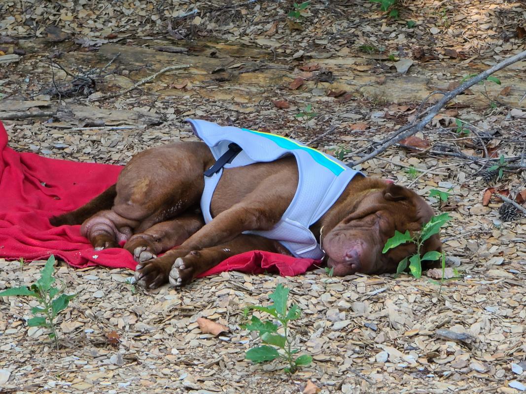 dog cooling jackets uk