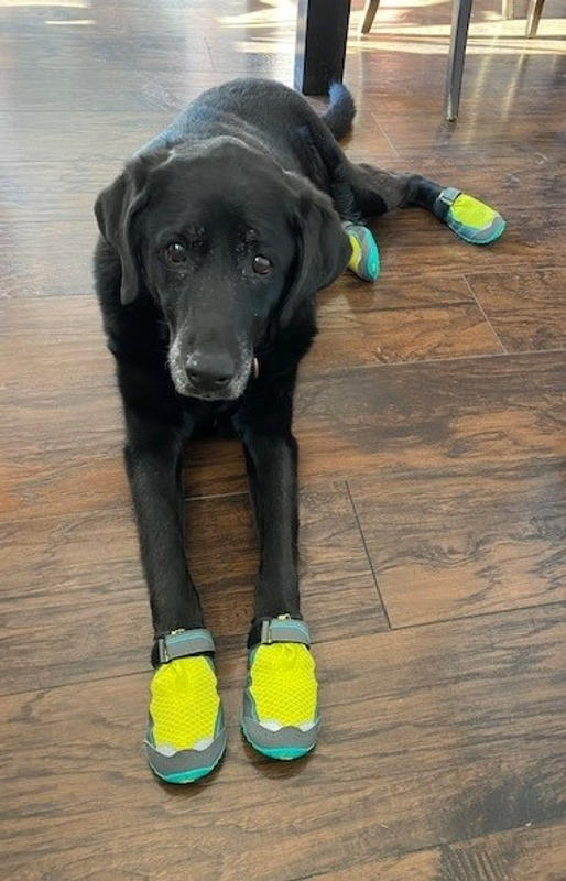 dog boots canadian tire