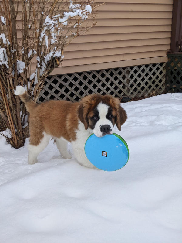 ruffwear dog frisbee