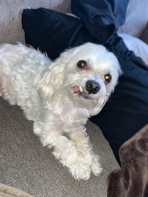 Hempz Petz Creamy Citrus Orange & Red Raspberry Herbal Deodorizing Shampoo