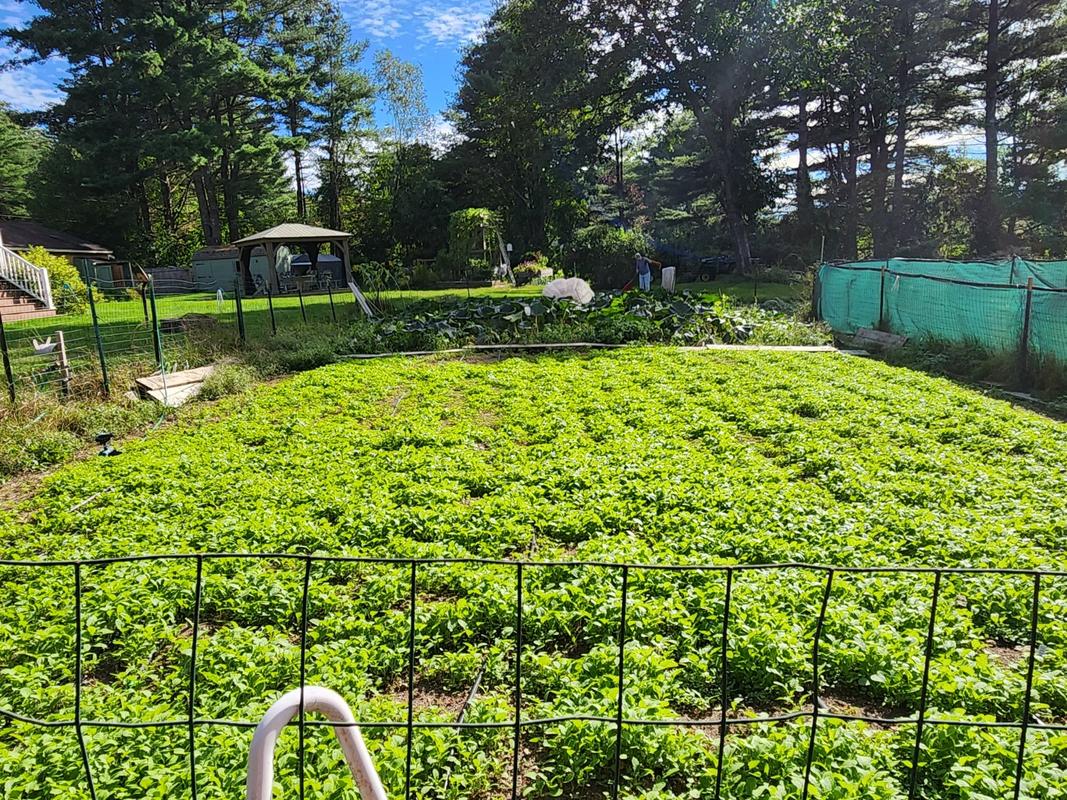 Sinapi Mustard  Highland Ledge Farm