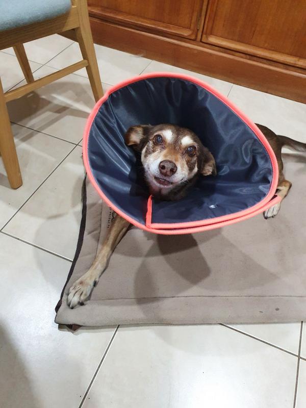 Comfy Recovery Collar Kazoo Pet Co