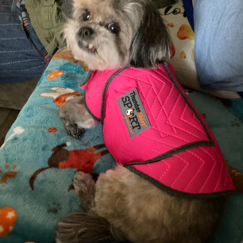 thundershirt calming chews