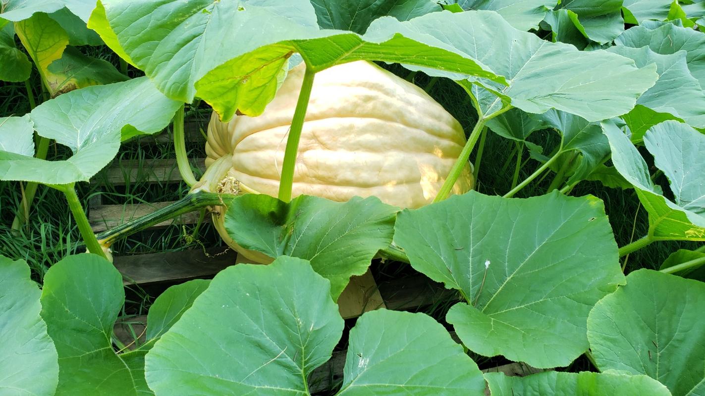 Dill's Atlantic Giant Pumpkin (125 Days)