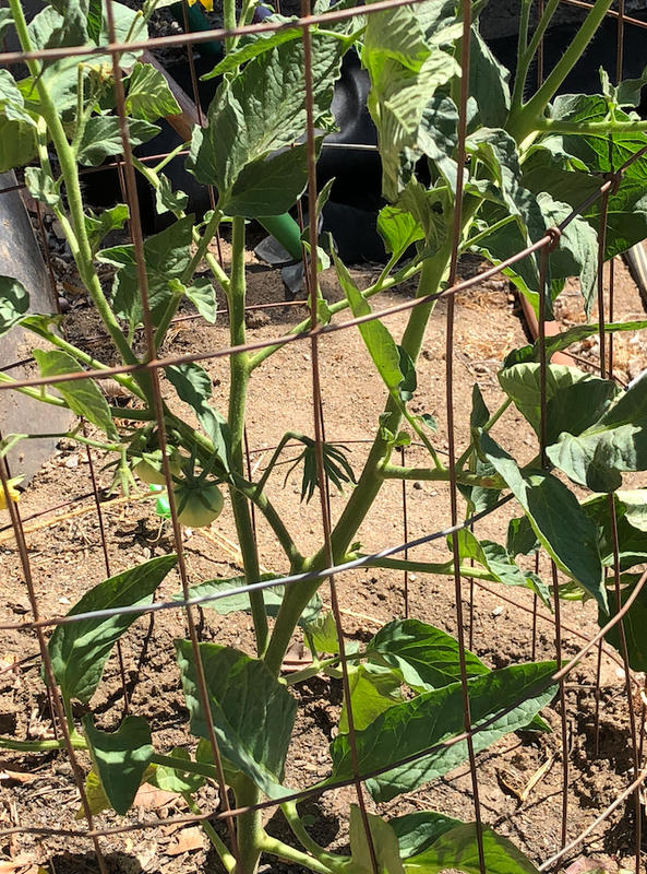 Climbing Triple Crop Tomato (80 Days)