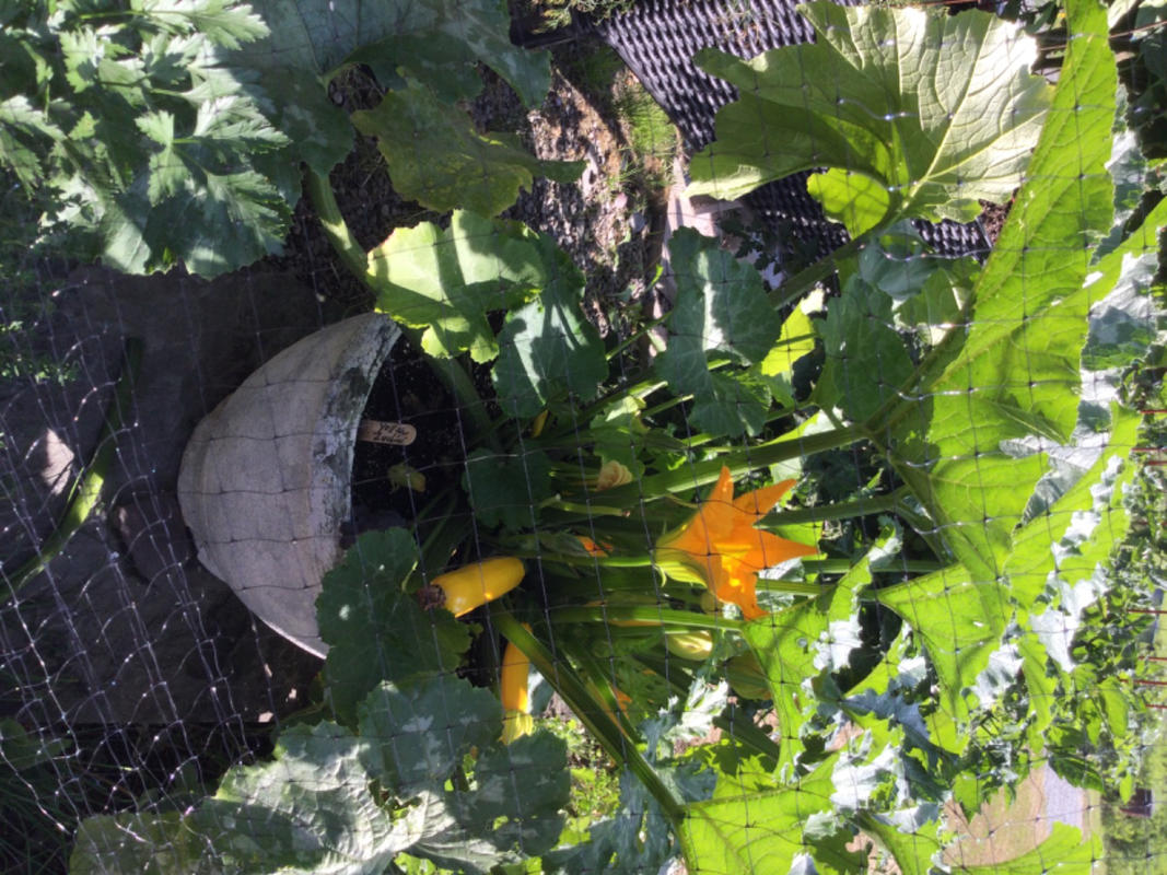 Golden Glory Zucchini (F1 Hybrid 50 Days)