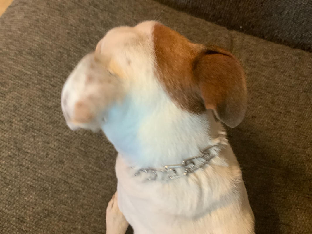 extra small prong collar