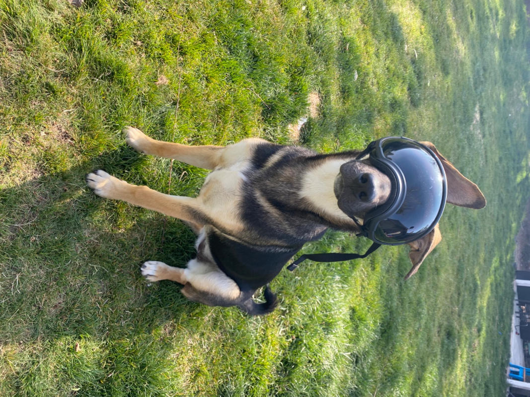 shooting ear muffs for dogs