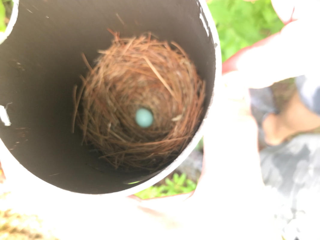 Gilbertson Nest Box | NABS Bluebird Houses | PVC Bluebird House - The