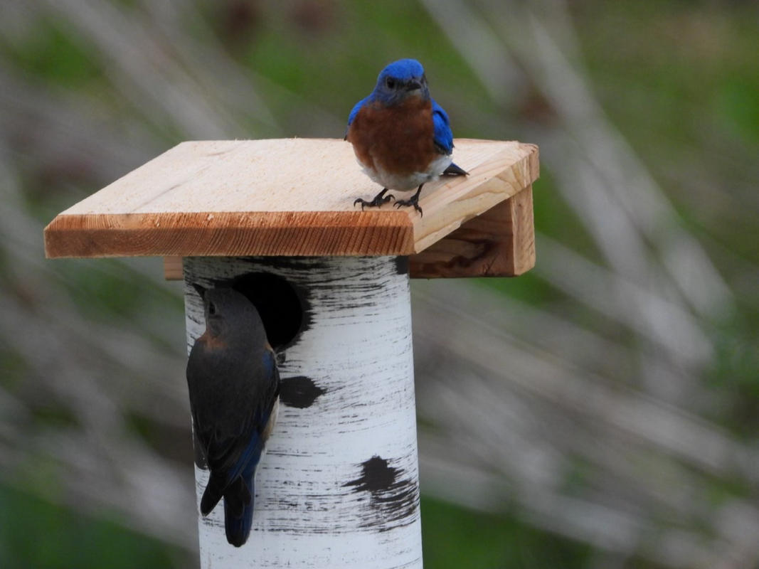 Details about   Gilbertson-style Bluebird House 