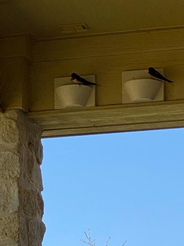 Barn Swallow Nest Cups Wood Nesting Cup Nest Cups for Barn Swallows