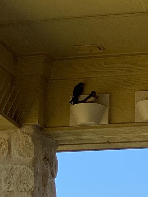 Barn Swallow Nest Cups Wood Nesting Cup Nest Cups for Barn Swallows