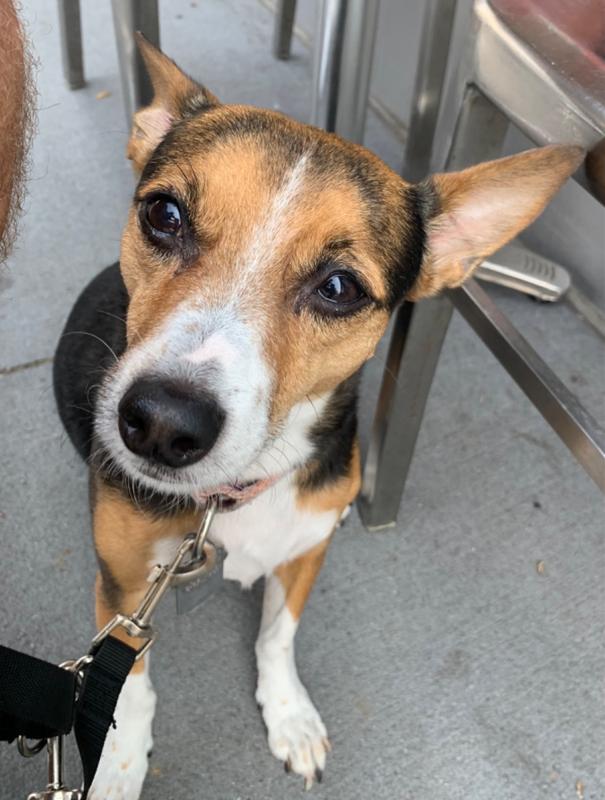 Dog café in New York City: Boris & Horton pairs coffee with canines