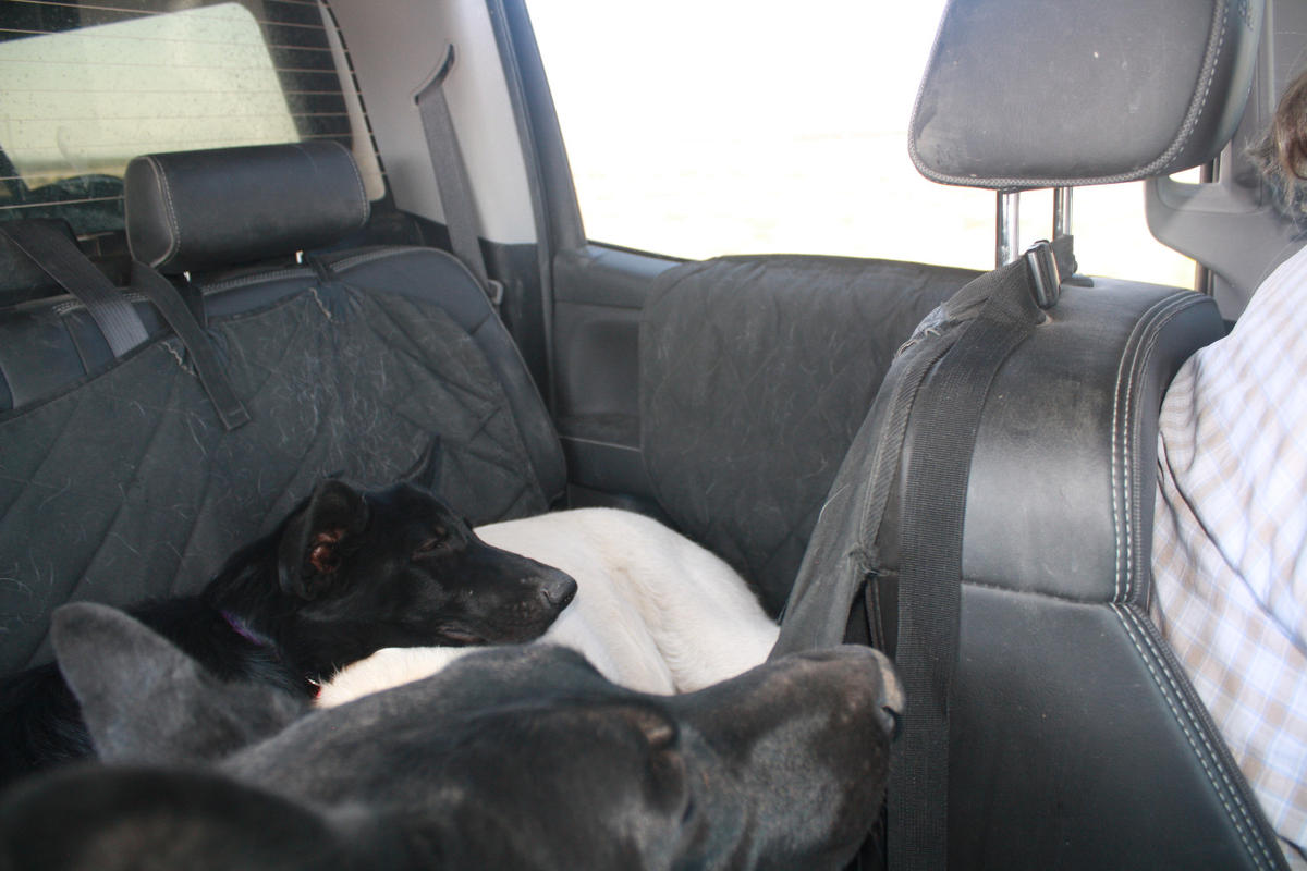 Dog Car Seat Hammock | 4Knines®