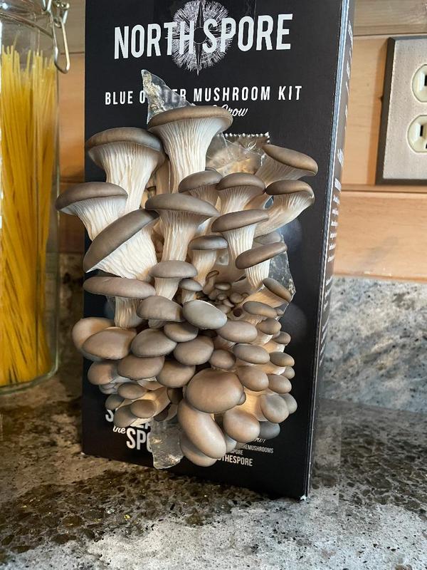 Oyster Mushrooms Kit | North Spore