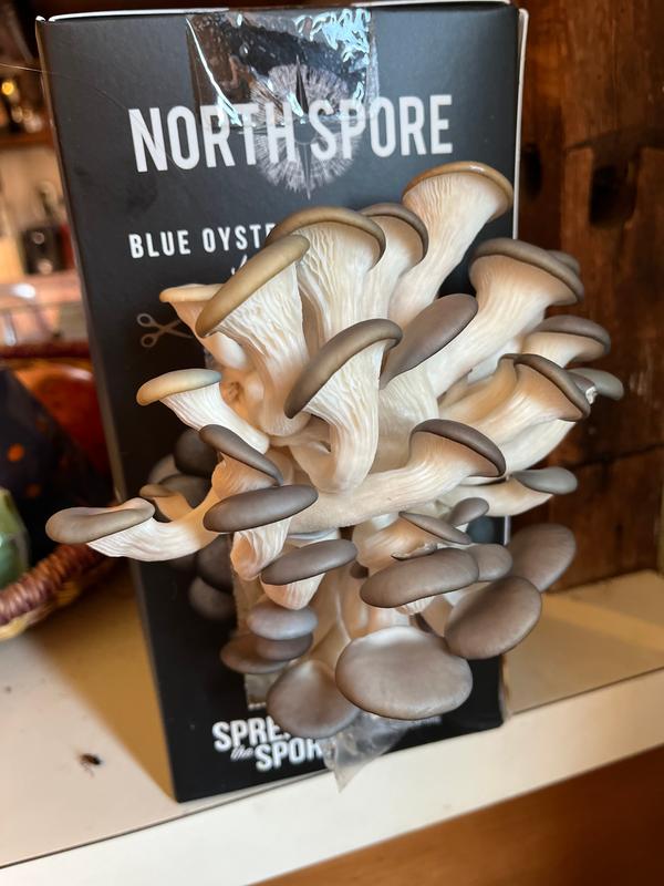 Blue Oyster 'Spray & Grow' Mushroom Growing Kit North Spore