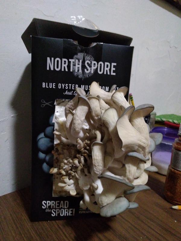 north spore grow kit