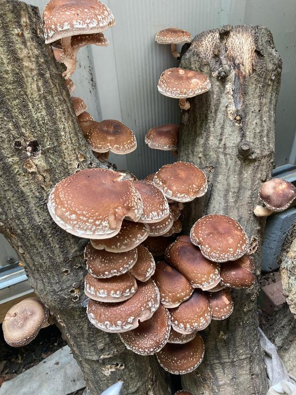 Organic Shiitake Mushroom Plug Spawn – North Spore