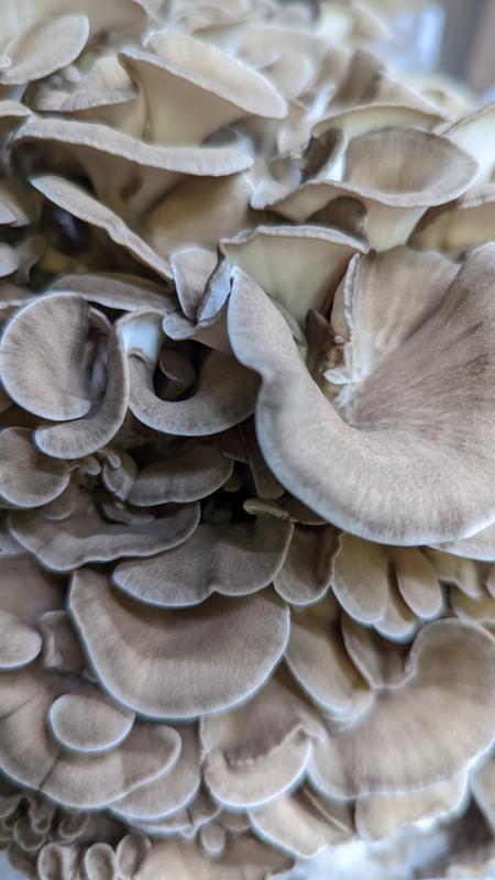 hen of the woods storage