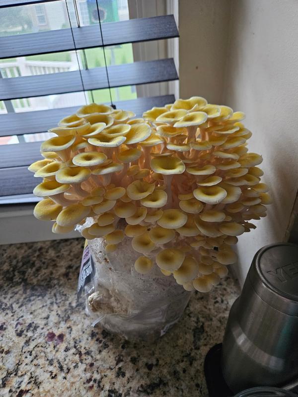 Golden Oyster Mushroom Grow Kit Fruiting Block Pleurotus