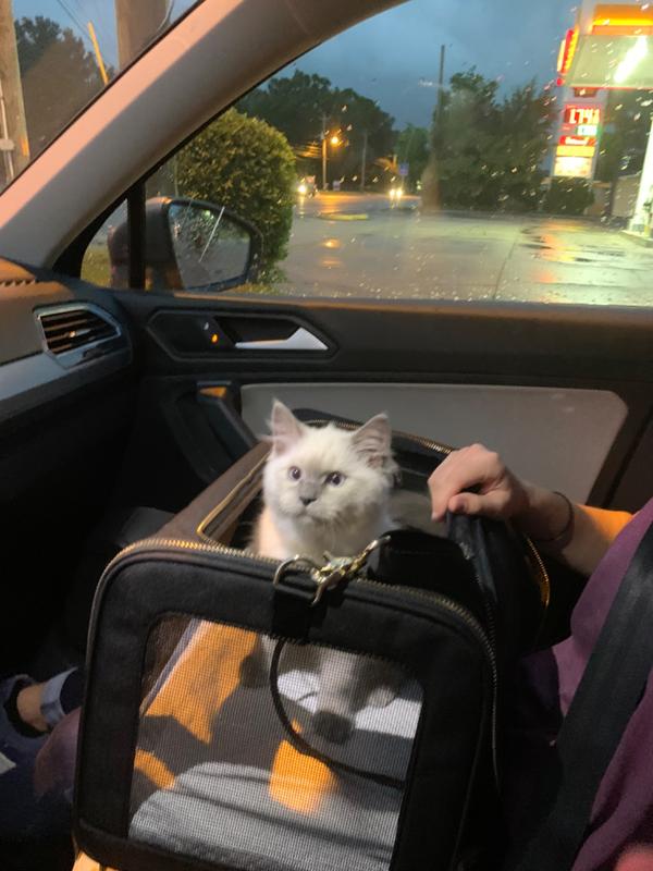 The Pet Carrier - Arlo Skye