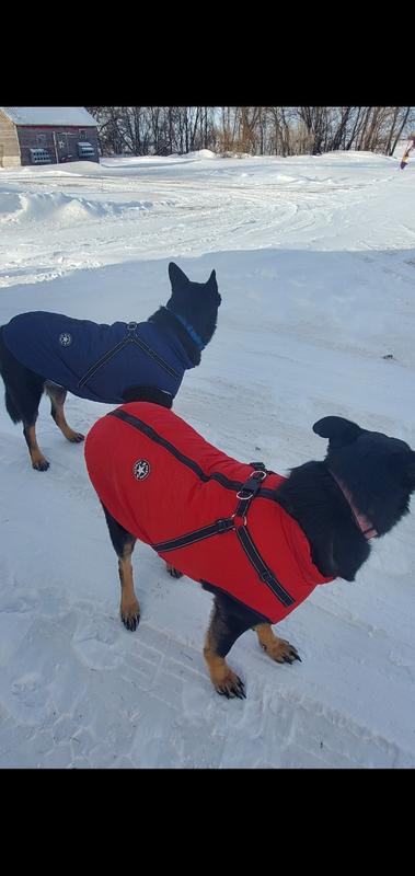 doggykingdom jacket