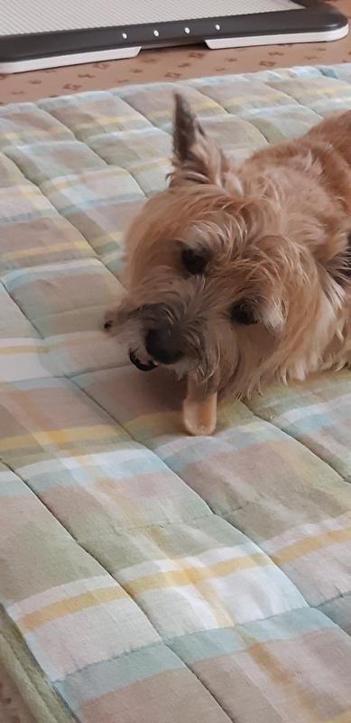 ミルキーチュー チーズスティック S 6本入り自然食品 犬 おやつ ミルキーチュー チーズスティック S 6本入り自然食品 犬 おやつ