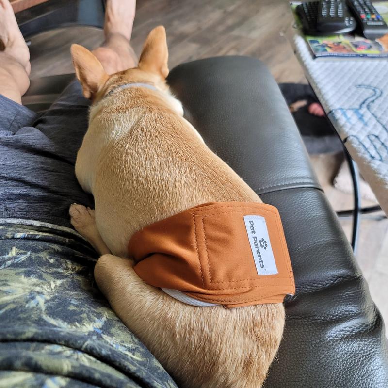 3 Pack Washable Belly Band For Dogs Male Dog Wraps Dog Diapers Male