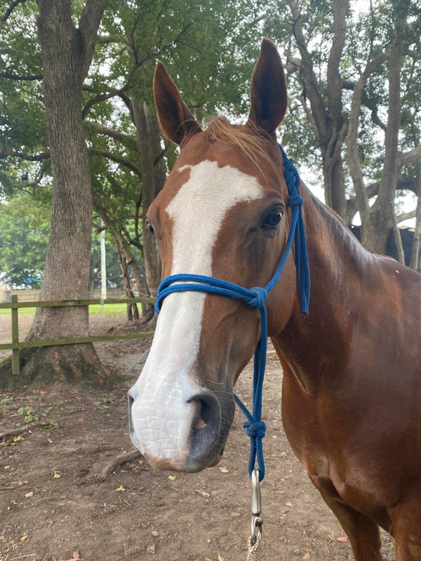 SOOTHING & CALM Horse Sunscreen Powder (Sunscreen for Horses