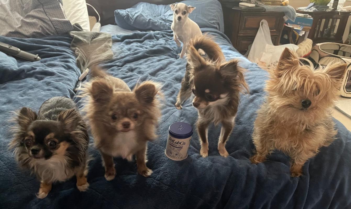 petlab co subscription