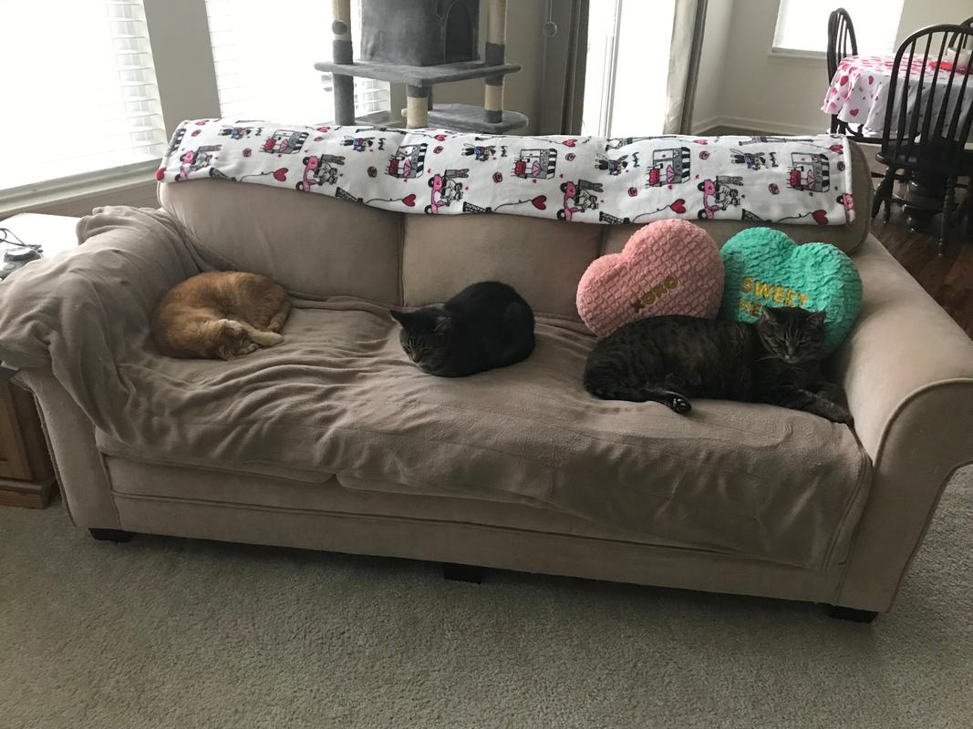 feliway multicat refill