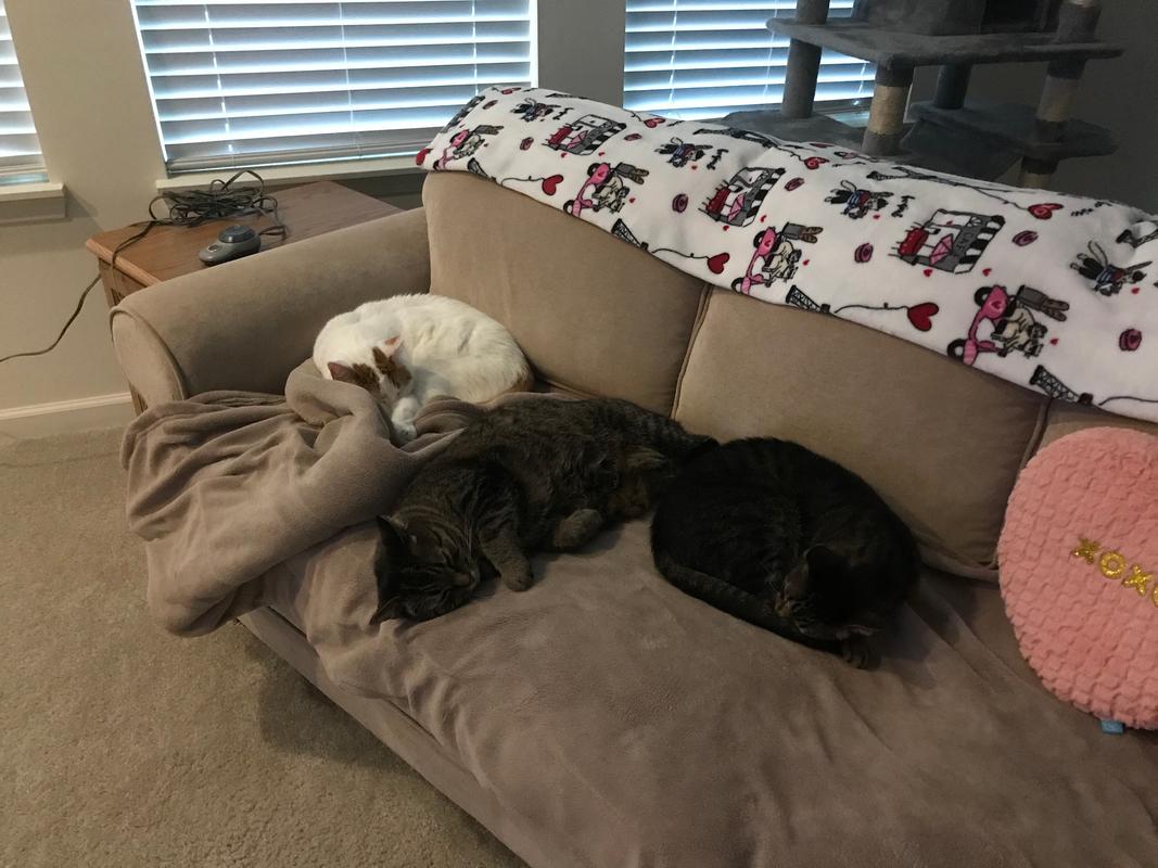 feliway multicat refill