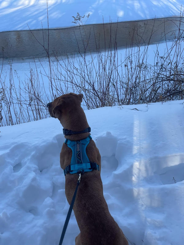 wilderdog harness