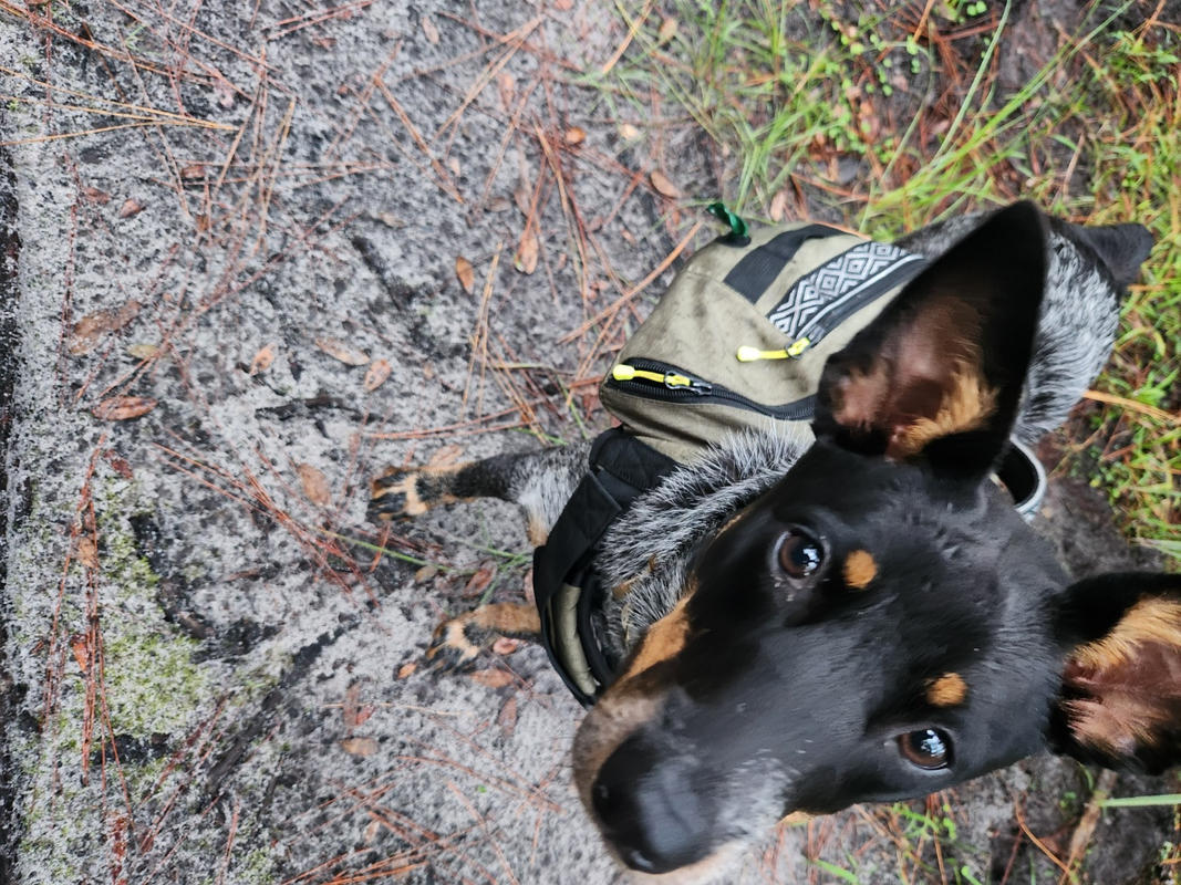  Widlerdog Dog Backpack with Built in Harness and Back