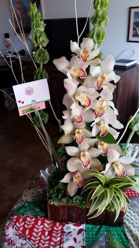 Orquídea Cymbidium Envio domicilio Bogota Colombia