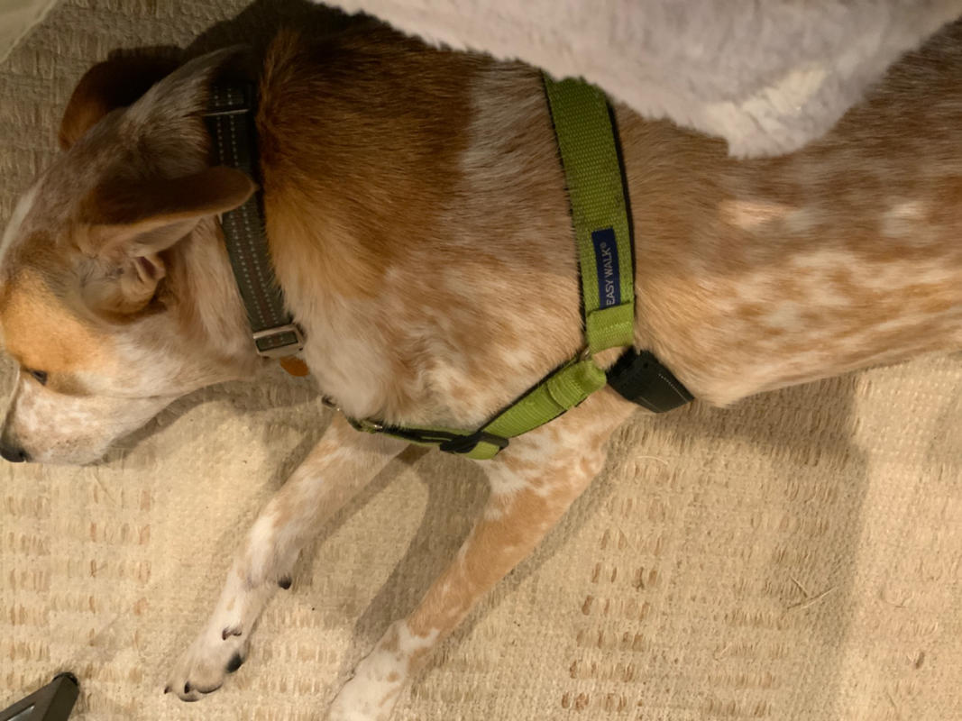 Pet Food Intolerance Test For All Breeds & Ages 5Strands