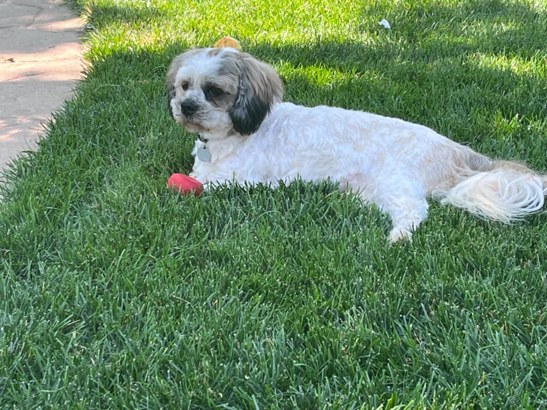 Pet Food Intolerance Test For All Breeds & Ages 5Strands