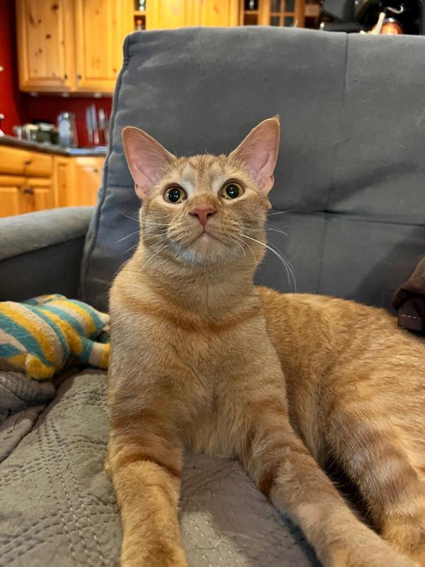 Pet Food Intolerance Test For All Breeds & Ages 5Strands