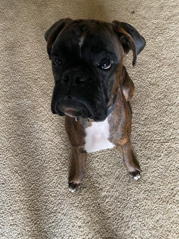 Pet Food Intolerance Test Discover Root Cause Of