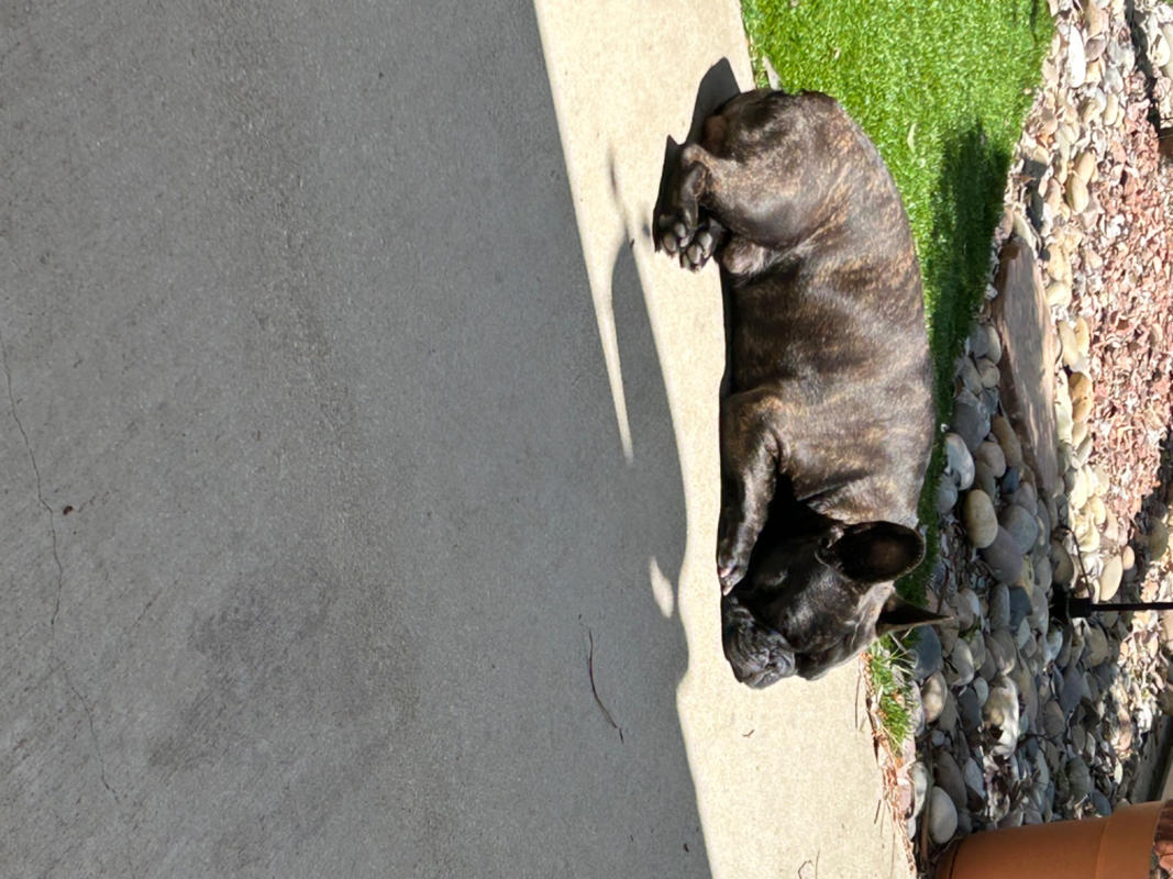 Pet Food Intolerance Test Discover Root Cause Of