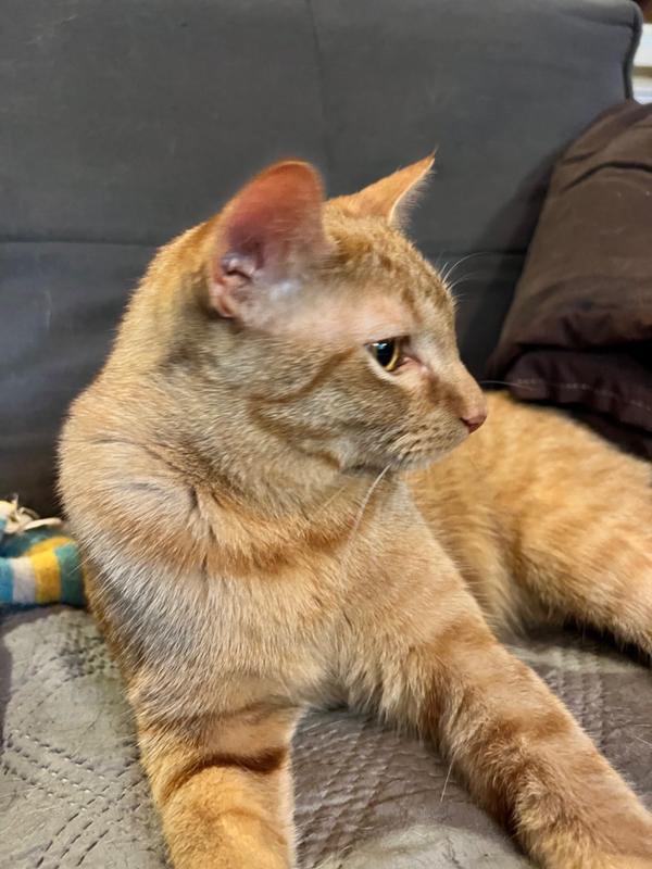 Pet Food Intolerance Test For All Breeds & Ages 5Strands