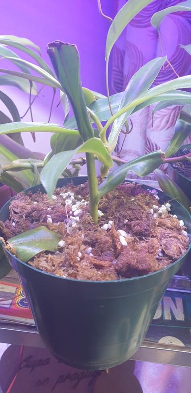 Premium sphagnum moss for orchid growers - Bonsai Tree (Pty) Ltd.
