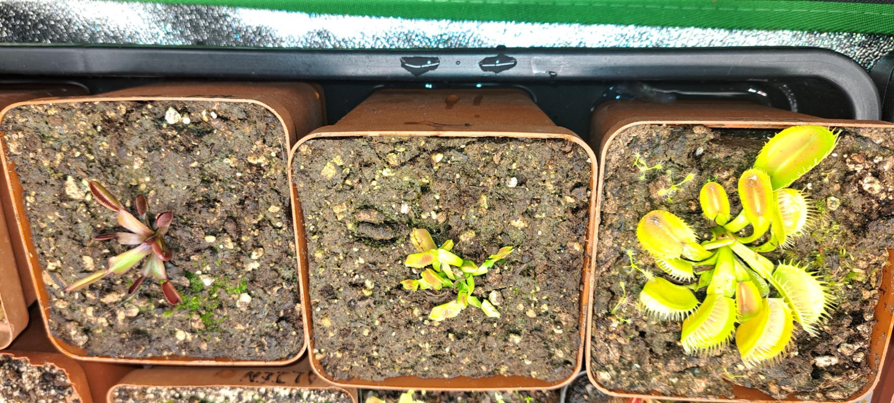 Dionaea muscipula 'Low Giant' Venus Fly Trap Bonsai Tree (Pty) Ltd.