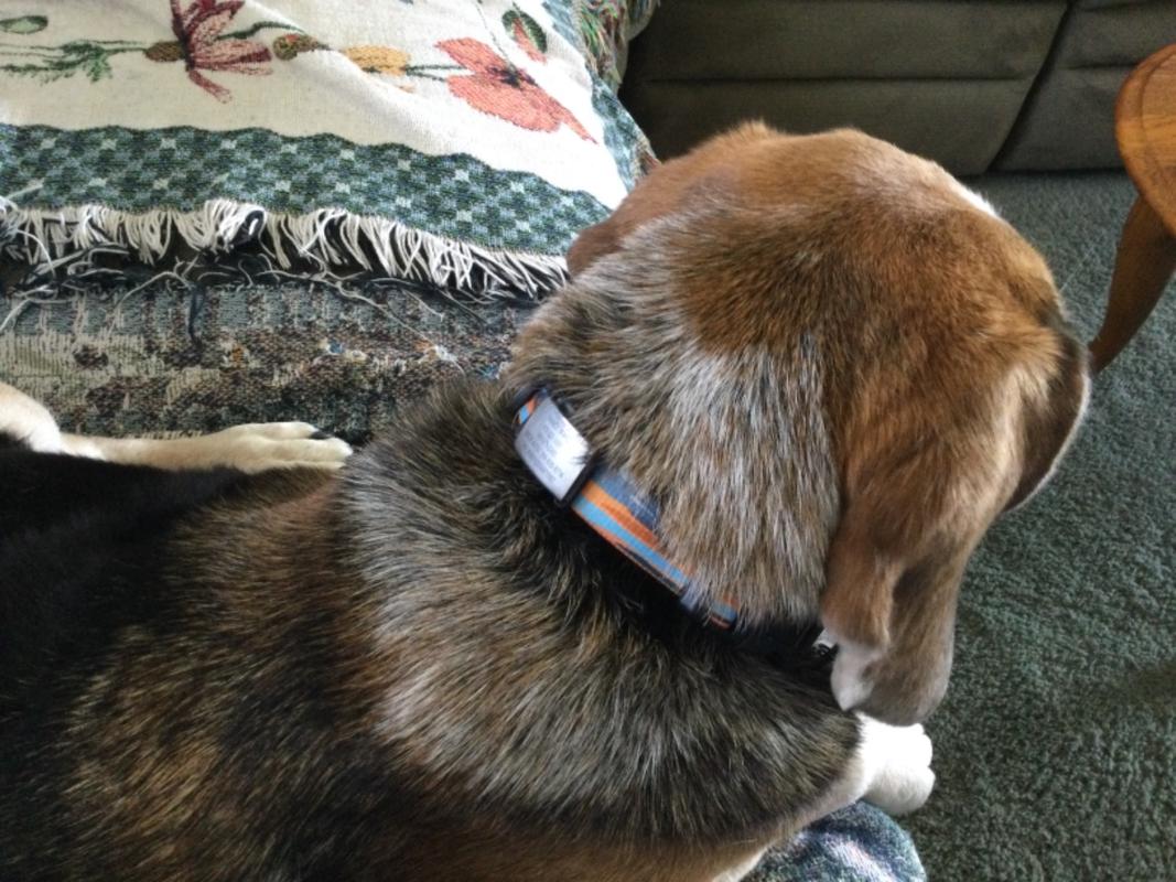 Dog ID Straps ROAD iD