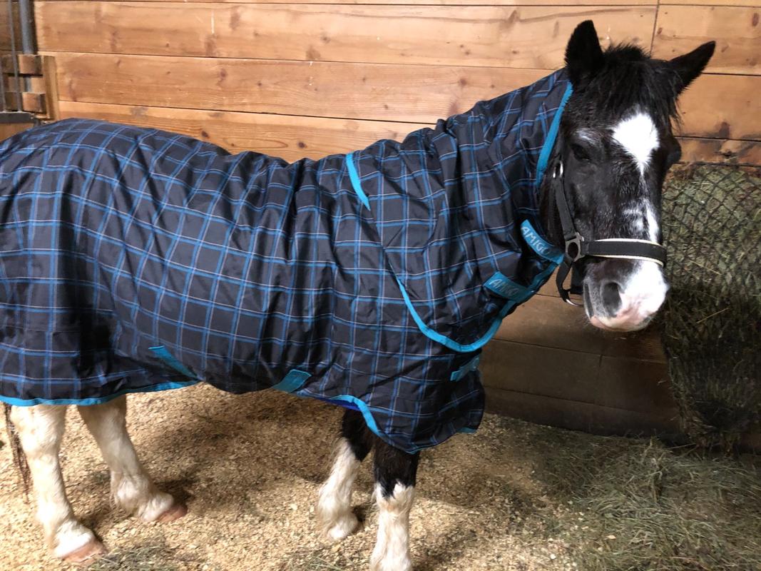 Amigo Pony Plus 50g Turnout Blanket — Performance Horse Blankets