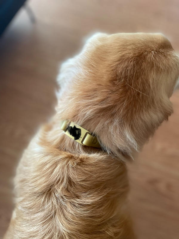 DogIDs - Waterproof Standard Nameplate Collar with Brass Hardware