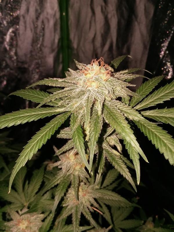 Order feminized seeds online - Massachusetts - safe
