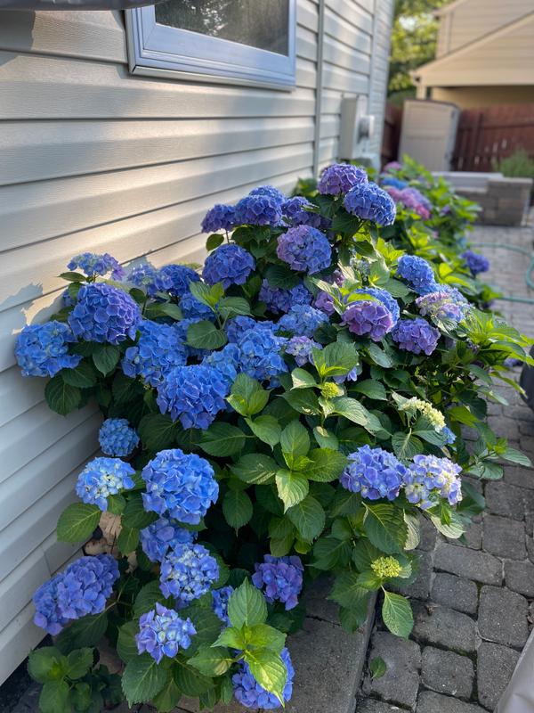 Image of Endless Summer Hydrangea (Hydrangea macrophylla 'Endless Summer') sun tolerant hydrangea