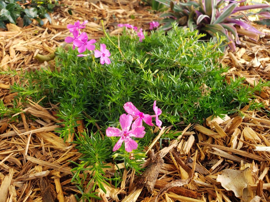 Drummond's Pink Creeping Phlox — PlantingTree